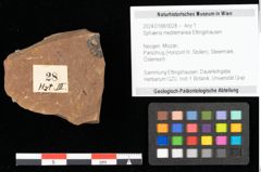 Foto (Objekt + Etikett) von Sphaeria mediterranea Ettingshausen (NHMW-GEO-2024-0188-0028)